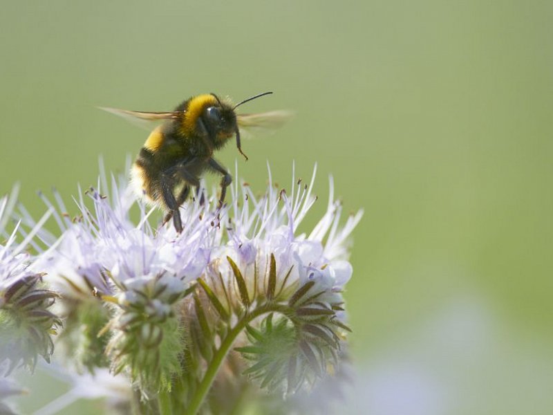 Top 10 tips to make your garden more wildlife friendly